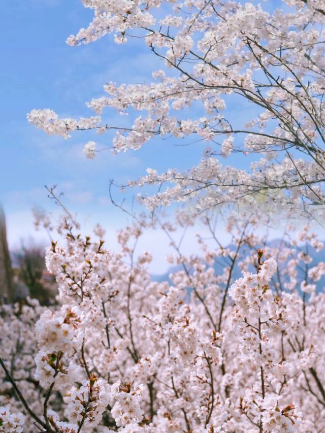 青島大嶗櫻桃谷｜看最美地鐵穿過櫻桃花海