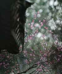 南京|這幾天的瞻園，滿園春色根本關不住