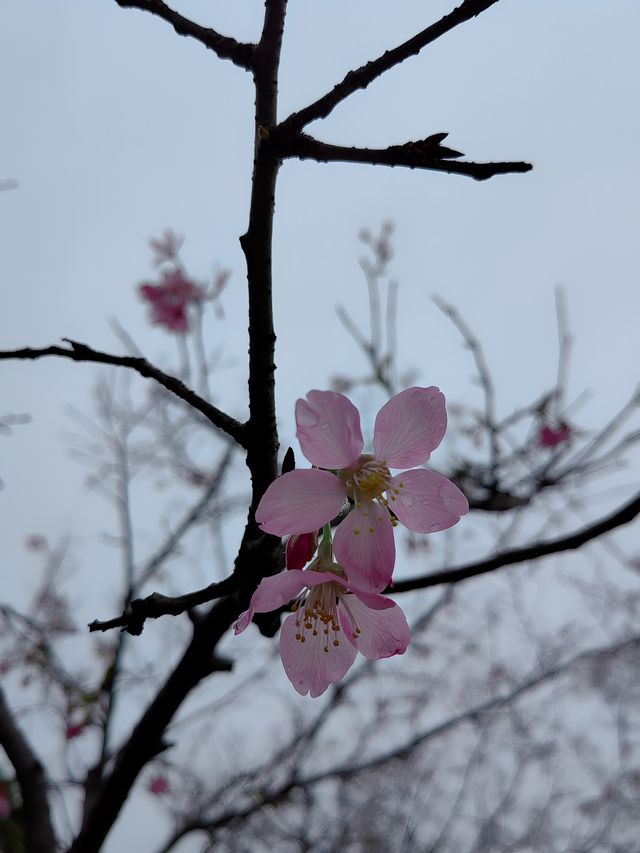 來玉林五彩田園親近大自然吧！