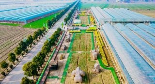 Jinba Picking Base in Susong, Anhui, is full of rural paintings