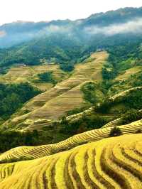 廣西龍勝龍脊梯田丨金色秋天，層層疊疊，千重稻浪盡染金黃