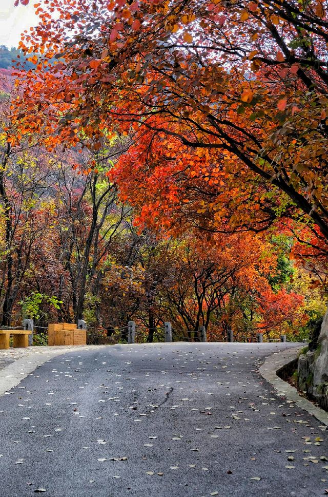 濟南紅葉谷——「江北九寨溝」的秋天太美了