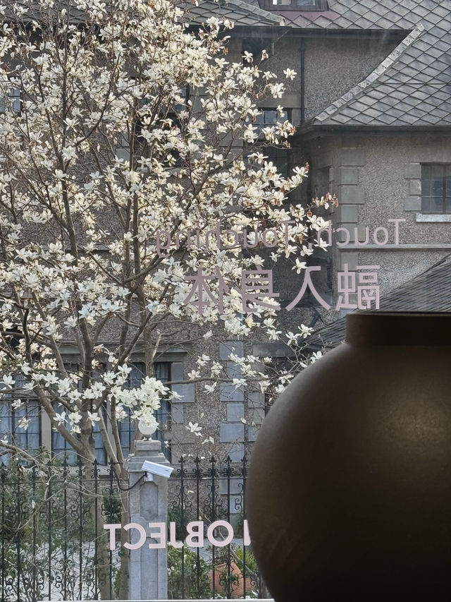 魔都春季新展｜絕美玉蘭花窗景
