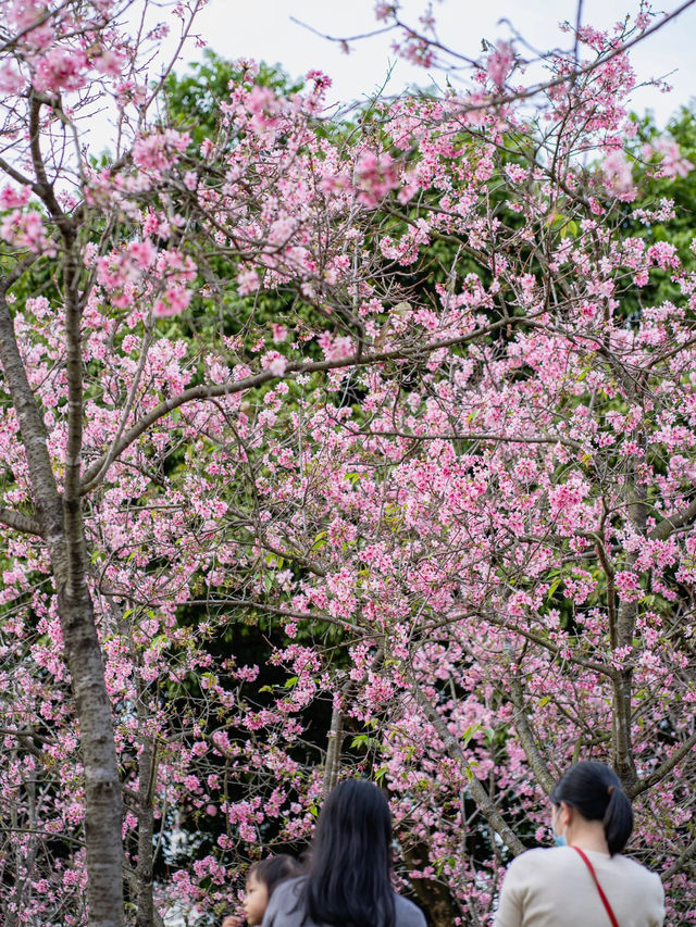 賞花啦 在廣州