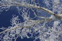 與雪來了一場浪漫的邂逅～｜幸福地在雪裡打滾