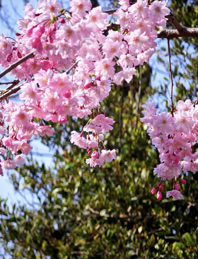 春天來了，來西安賞櫻花