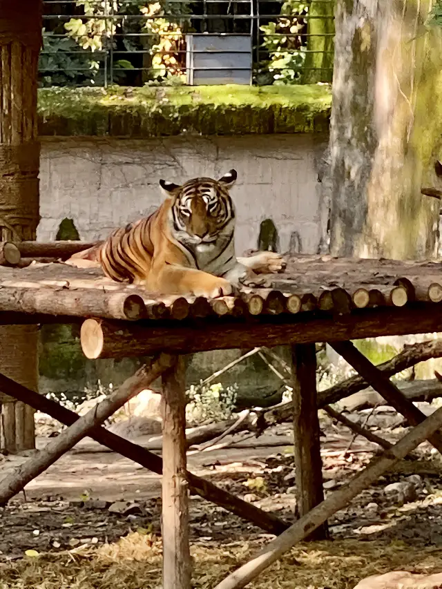 週末去上海動物園充電啦～