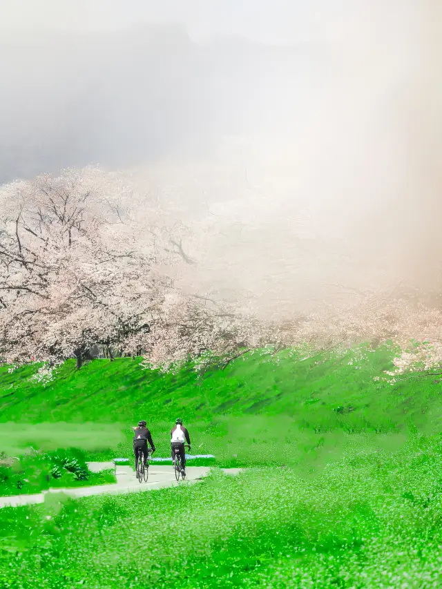 April is a heavenly time on earth, and here's your complete guide to cherry blossom viewing in Kyoto