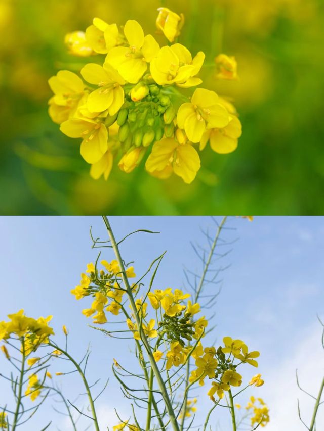 看鵝洲島的油菜花田～真的不值得嗎?