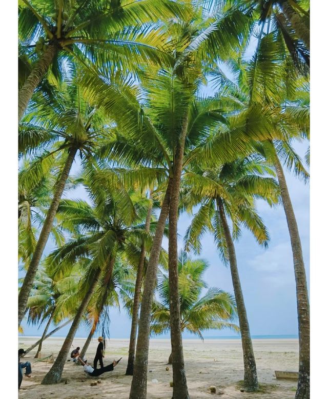 這裡有海南最好喝的椰子！文昌椰子半海南，東郊椰子半文昌