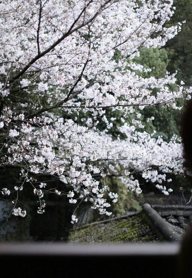 瑪瑙寺｜比起太子灣 我更愛西湖邊這個小眾櫻花寺廟