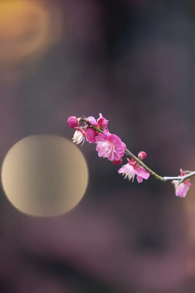 Another year, the plum blossoms bloom, come to Changzhou to visit the park