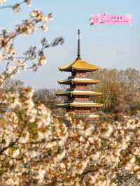 Wuhan Blossoms at East Lake🇨🇳♥️🌸