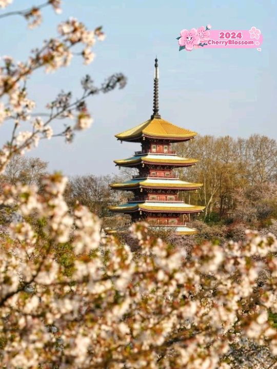 Wuhan Blossoms at East Lake🇨🇳♥️🌸