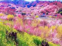Sakura Hidden Paradise of Hanamiyama
