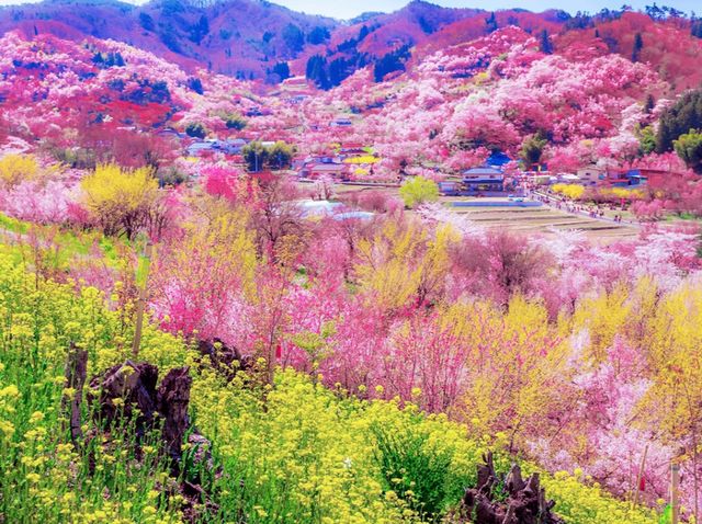 Sakura Hidden Paradise of Hanamiyama
