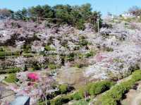 Senko-ji and Sakura inBloom