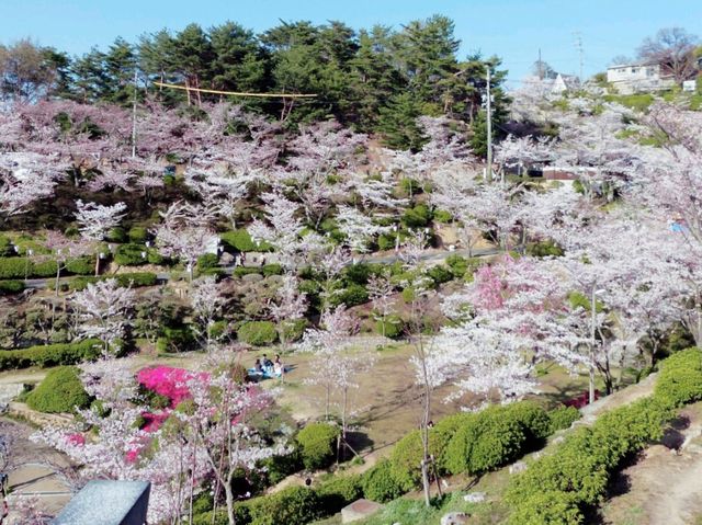 Senko-ji and Sakura inBloom