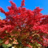 Immersed in red maple leaves 