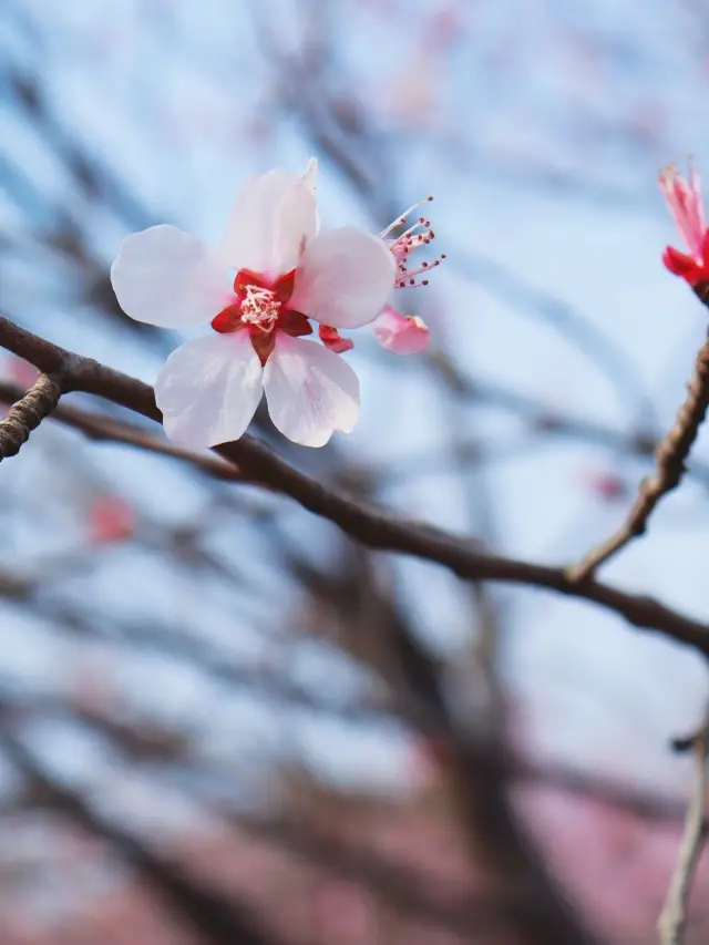 Fangshan, you really know how to enjoy the beauty of flowers! (With a flower viewing guide)