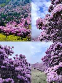 涼山的索瑪花【高山杜鵑】開了