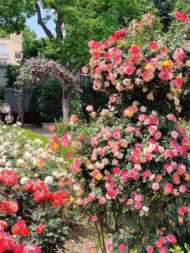 多巴胺滿滿的夏日，去復興公園看玫瑰園