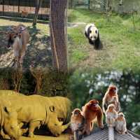上海野生動物園超全攻略