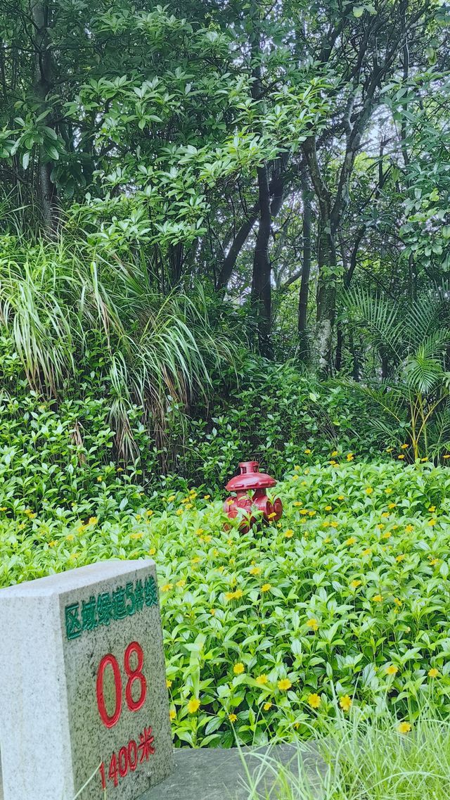 銀湖山郊野公園徒步