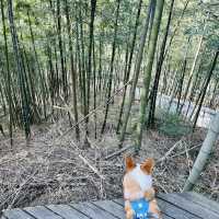 安吉之行