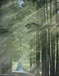 躲進22℃的秦嶺山居|端午出遊計劃