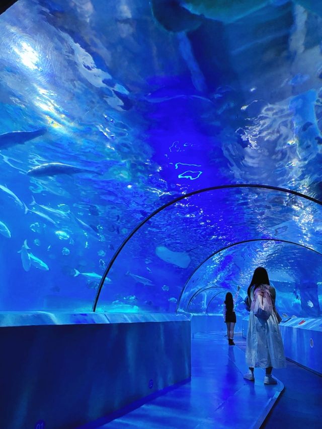 南京旅遊攻略，沉入藍色的海底世界