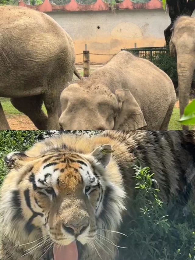 哈爾濱北方動物園，暑假溜娃好去處