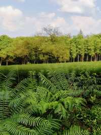 逃離都市喧囂，成都植物園帶你走進自然天堂！