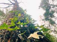 美國西雅圖｜奧林匹克國家公園的自然瑰寶。