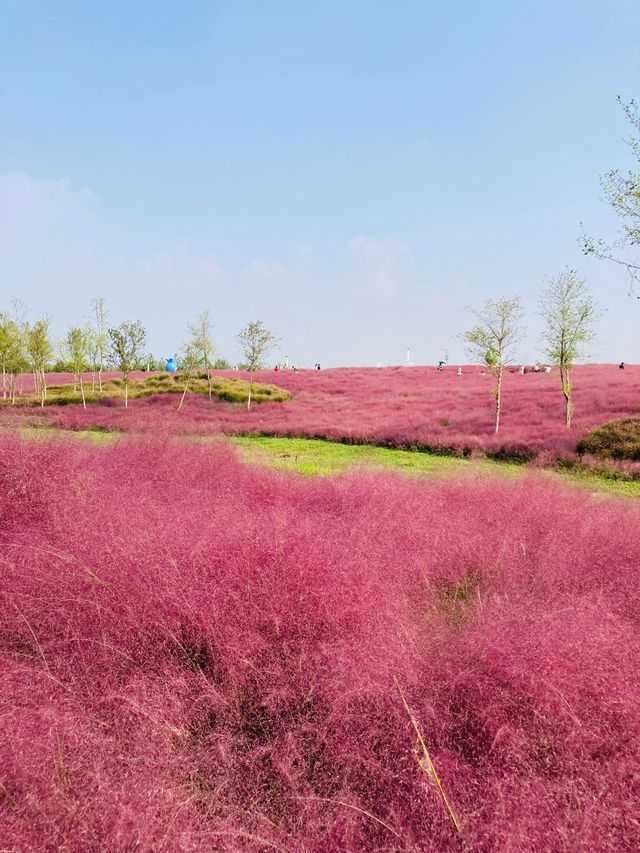 上海濱江森林公園花海谷｜拍照絕美地。