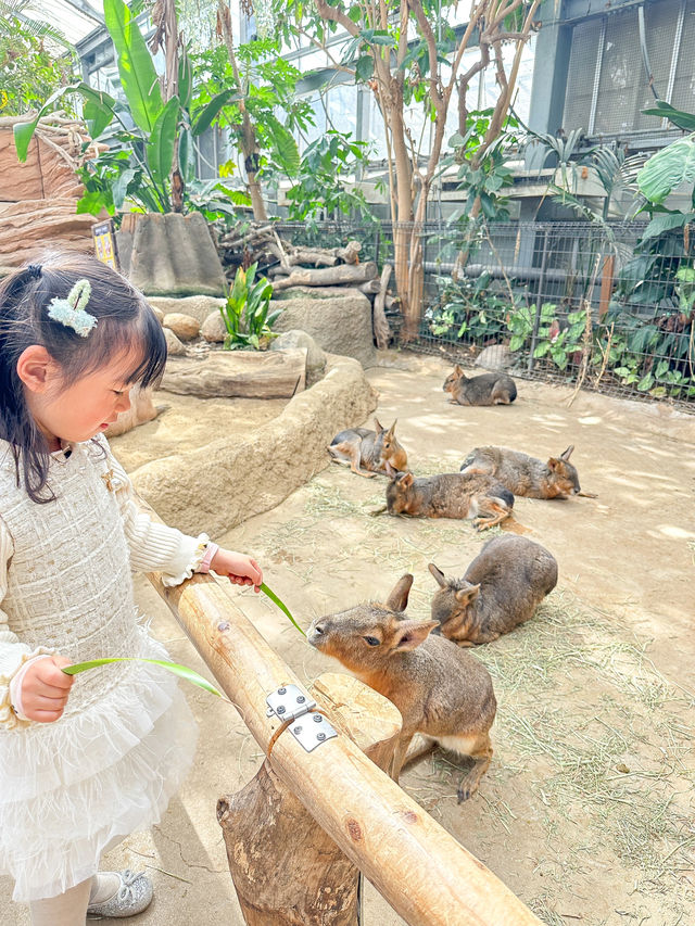 帶孩子來神戶一定要去這家動物王國！附攻略。