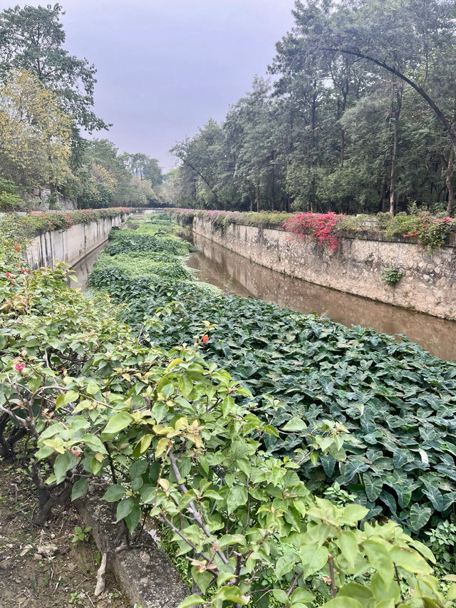 廣州天河區樹木公園|地鐵直達的草地溪流森林地。
