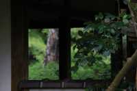 叡山電鐵「瑠璃光院」的途中可以去|蓮華寺。