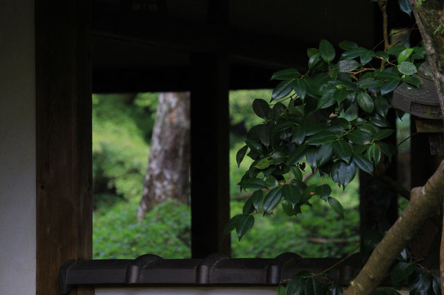 叡山電鐵「瑠璃光院」的途中可以去|蓮華寺。