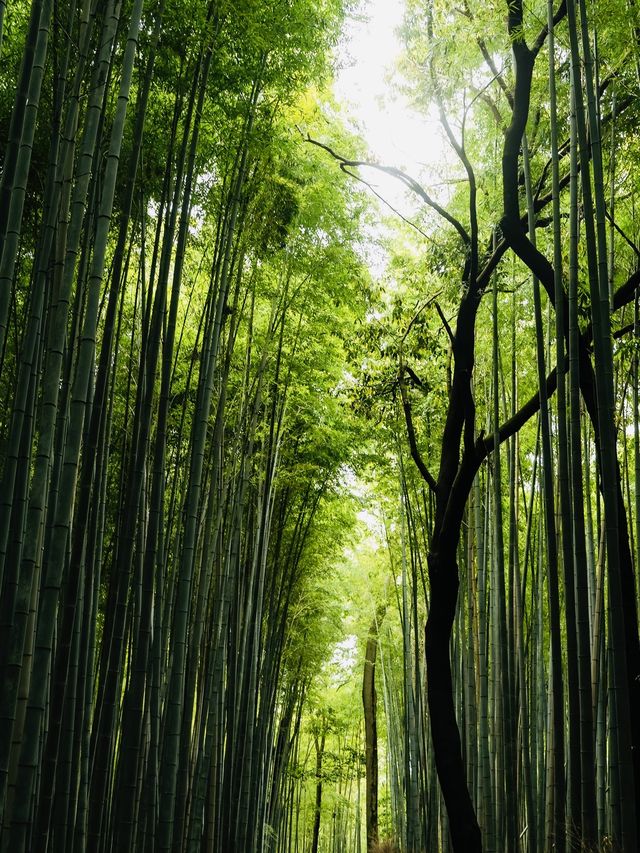 《臥虎藏龍》取景地：嵯峨野竹林的神秘魅力。