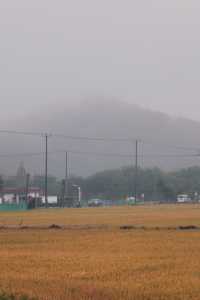 在松江天馬山下，於稻田中尋覓江南煙雨。