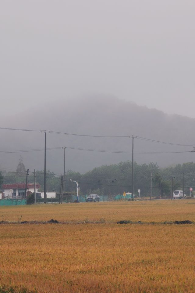 在松江天馬山下，於稻田中尋覓江南煙雨。