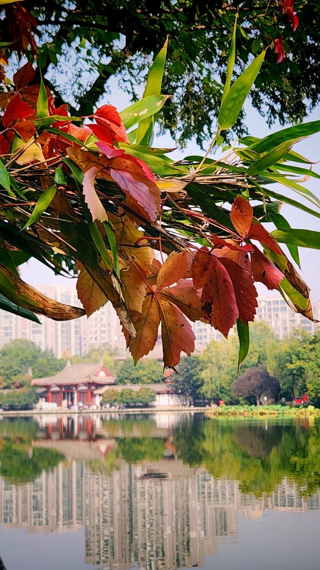 秋色暈染了豐慶公園的眉梢。