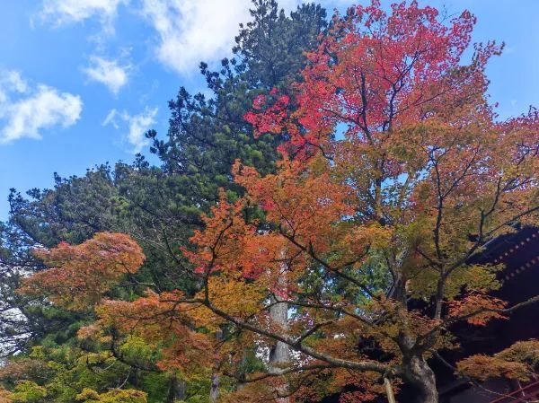 Travel Experience to Nikko's Toshogu Shrine on November 3rd