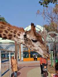 鞍山動物園｜萌動鋼城，動物奇幻樂園大冒險！。