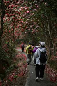 貴州畢節丨四月的映山紅翹首以盼。