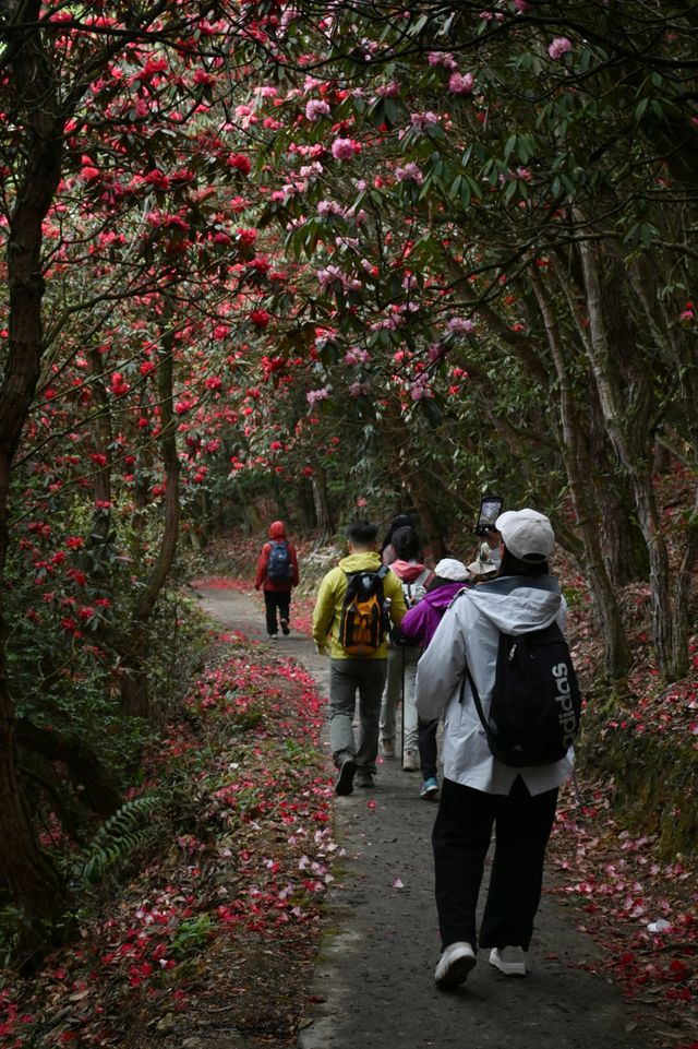 貴州畢節丨四月的映山紅翹首以盼。