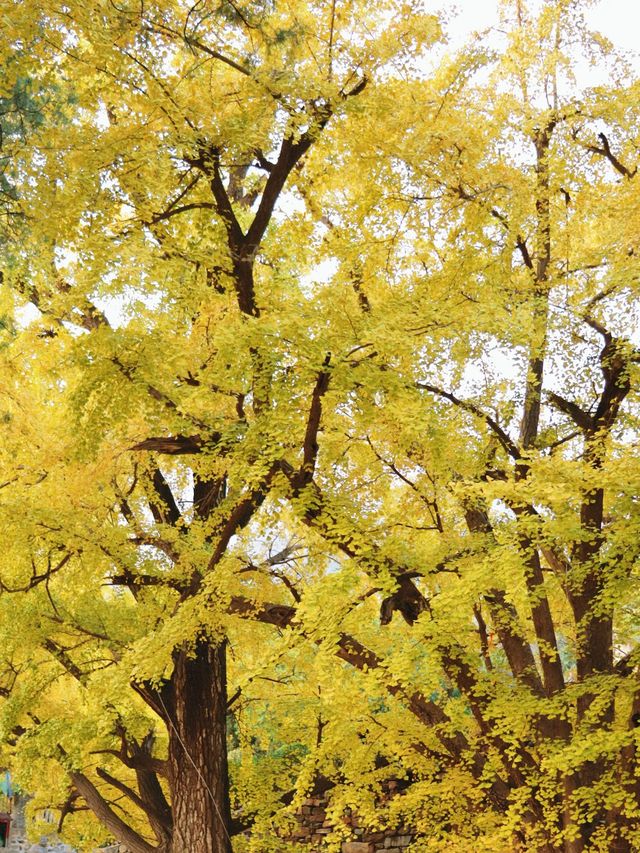 雲頂山寺賞銀杏攻略，周末出遊好去處。