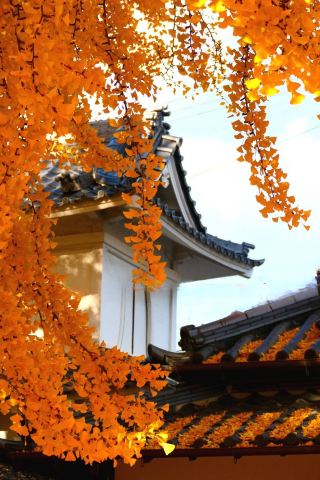 大阪難宗寺銀杏