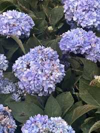 廣州白雲｜雲蘿植物園